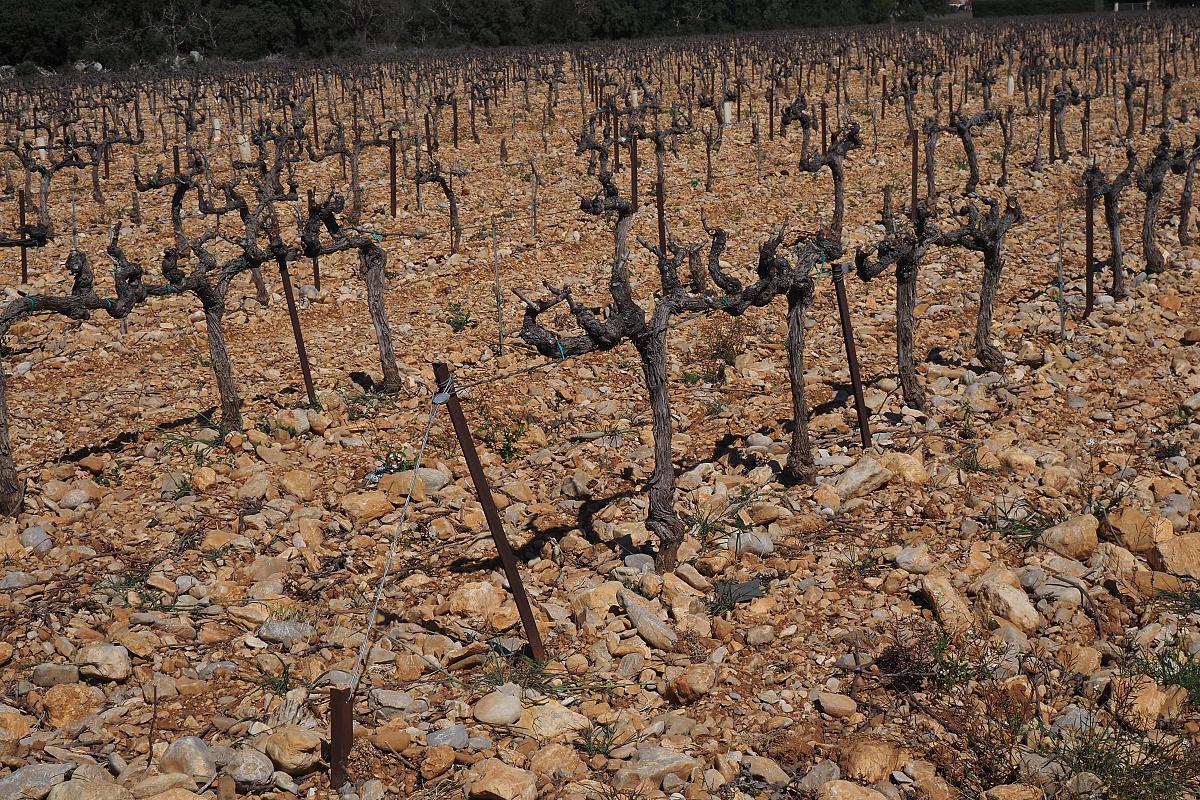 Vignoble granuleux !